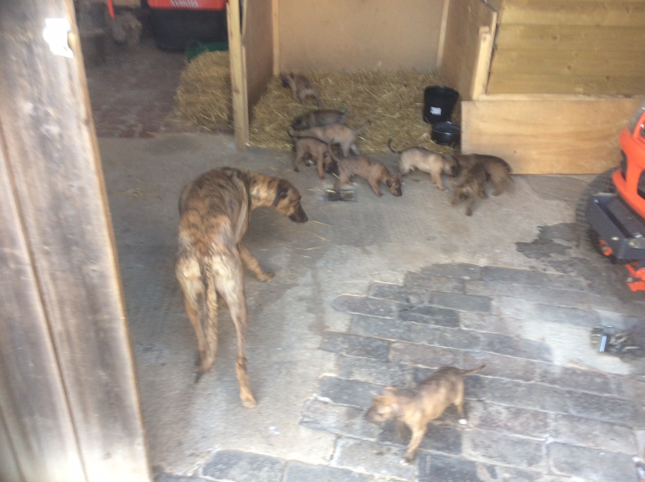 working lurcher for sale