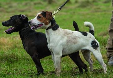 Terrier, Lurcher & Family Dog Show, Sunday 7 July