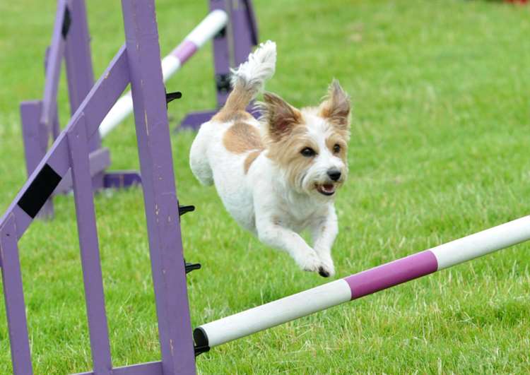 Terrier, Lurcher and Family Dog Show 10th July 2022