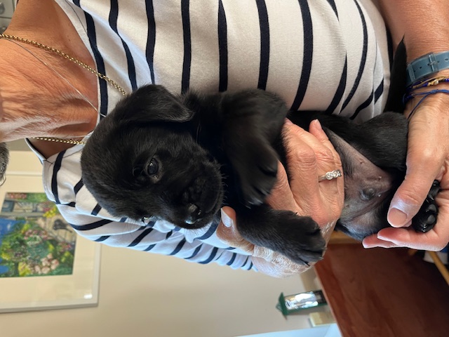 Labrador Puppies for Sale 