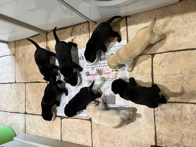 Labrador Puppies for Sale 